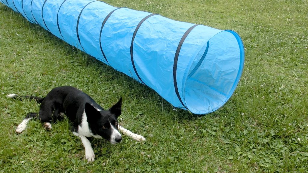 ドッグアジリティー トンネル 軽量タイプ 60cm×5mキャリーバッグ付き ドッグアジリティー用品のAGgear